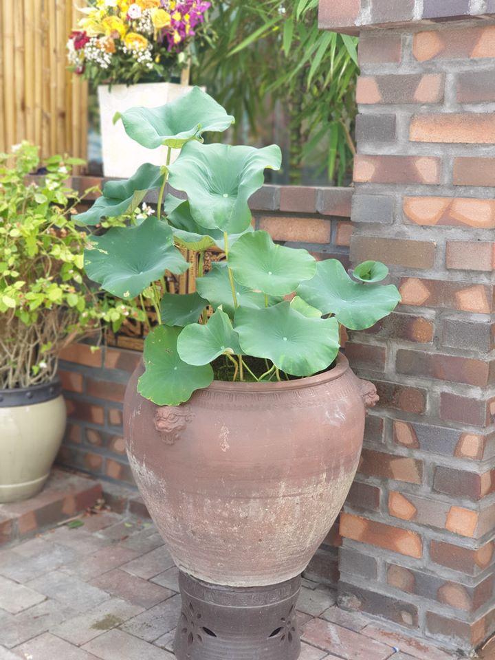 Bình gốm trồng sen giá rẻ