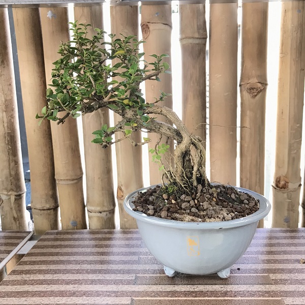 Cây Bonsai Mini Dáng Trực Là Gì ? Các Loại Dáng Trực Đẹp Tại Inogarden -  Inogarden