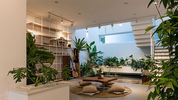 cây kiểng nội thất văn phòng với cây xanh