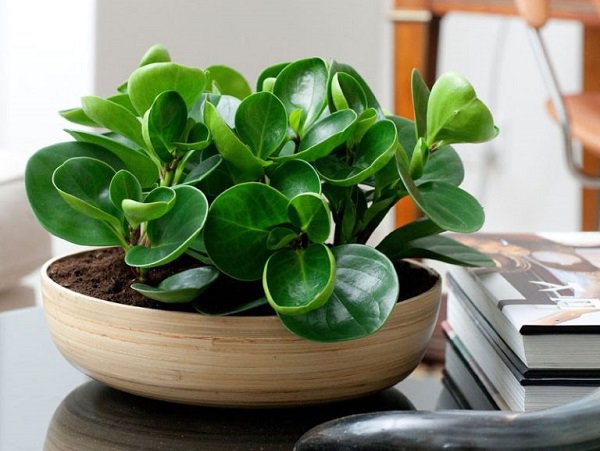 [ Quà tặng xanh ] Quà tặng thầy cô giáo ý nghĩa nhân ngày 20/11