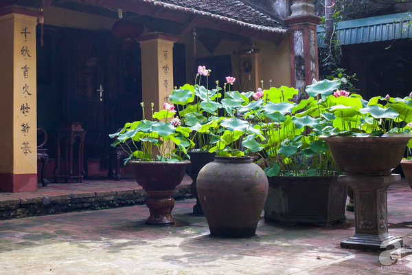 Chậu trồng cây sân vườn