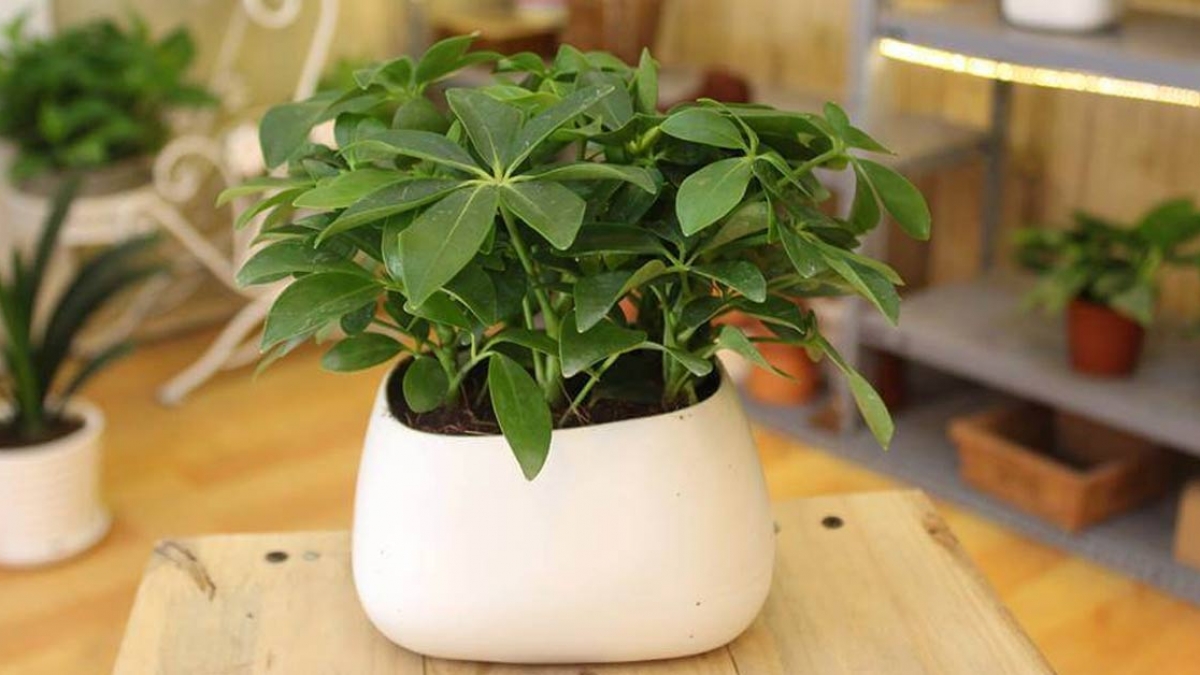 Top 10 cây phong thủy để bàn làm việc theo tuổi