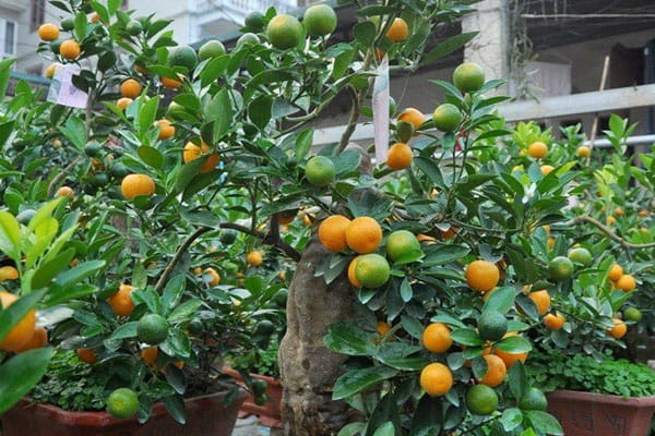 địa chỉ bán chậu trồng quất
